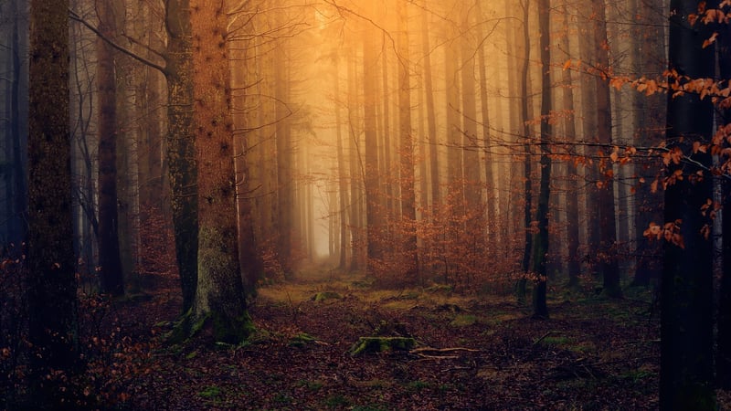 Enchanting Forests